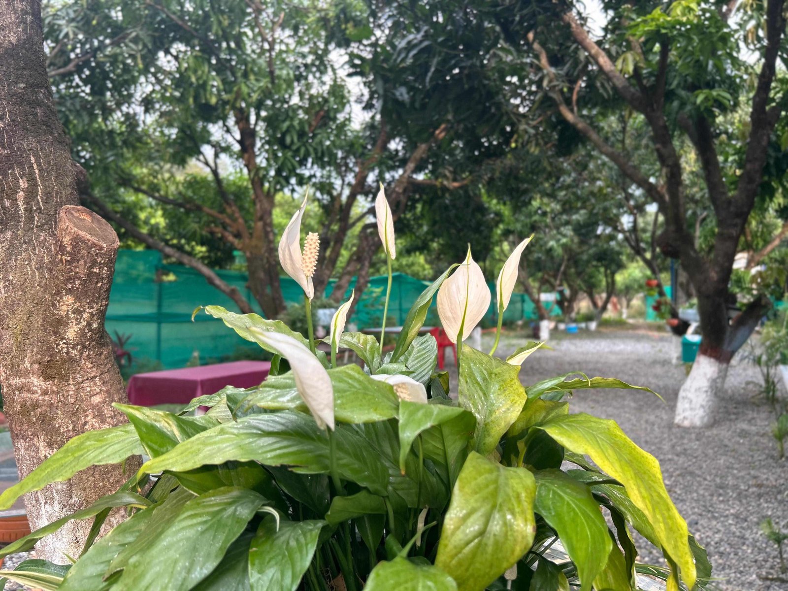 Nature